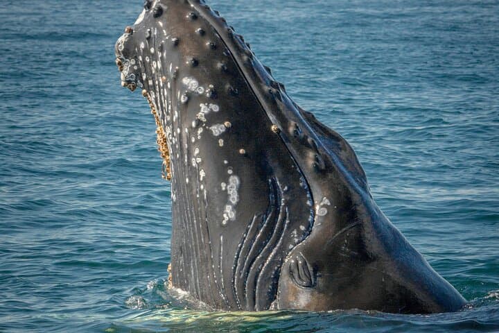 Samana Whale Watching Boat Tour — Humpback Whales in Samaná Bay photo 6