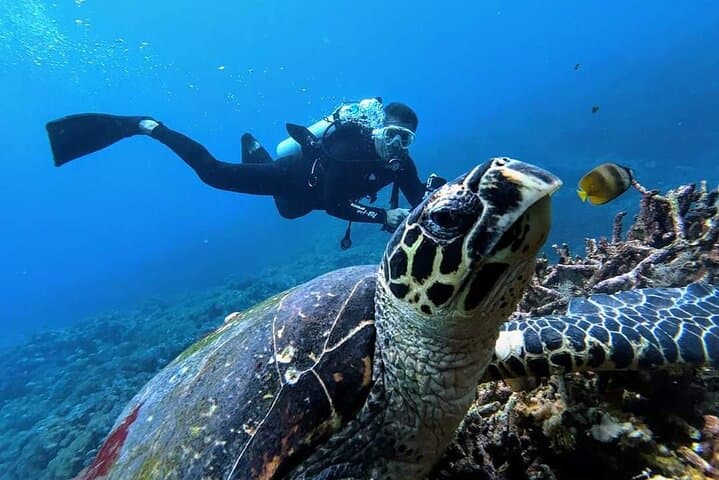Mirissa Snorkeling with Sea Turtles: 2-Hour Guided Marine Adventure photo 5