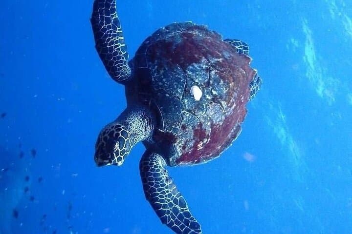 Mirissa Snorkeling with Sea Turtles: 2-Hour Guided Marine Adventure photo 6