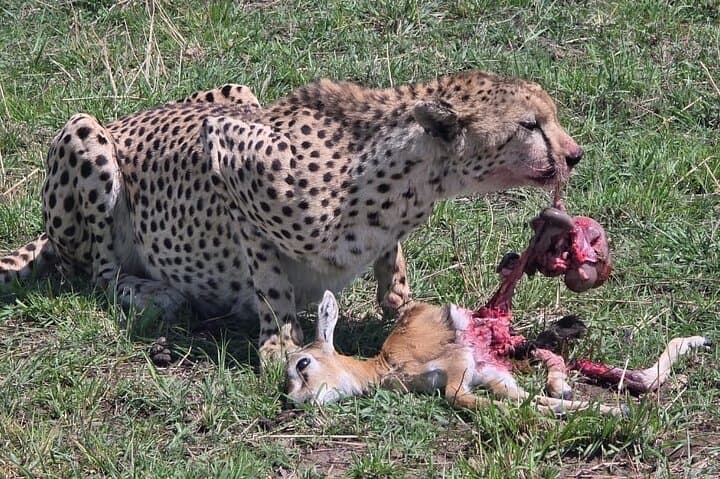 Private 3-Day Maasai Mara Safari — Luxury Camp, 4x4 Game Drives & Maasai Village photo 4