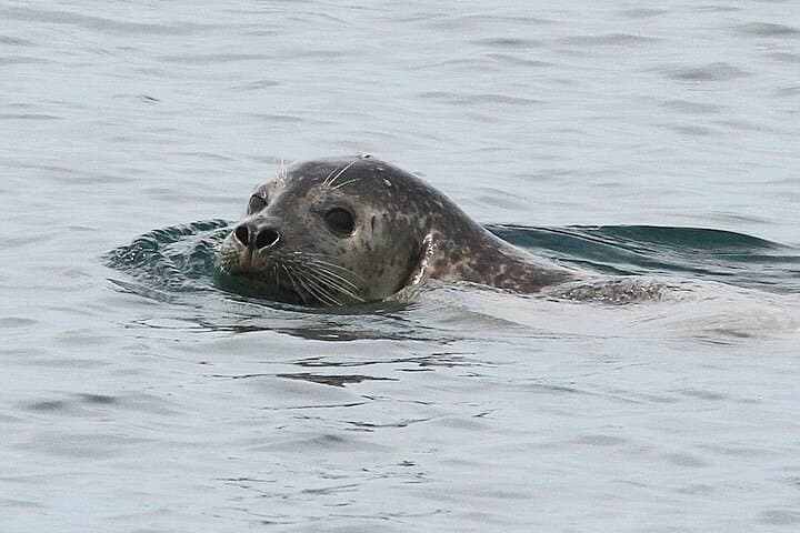 Kennebunkport Private Scenic Boat Cruise — Day & Sunset Charters in Saco Bay photo 5