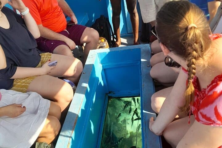 Glass-Bottom Boat Tour to Robinson Island from Diani Beach photo 5