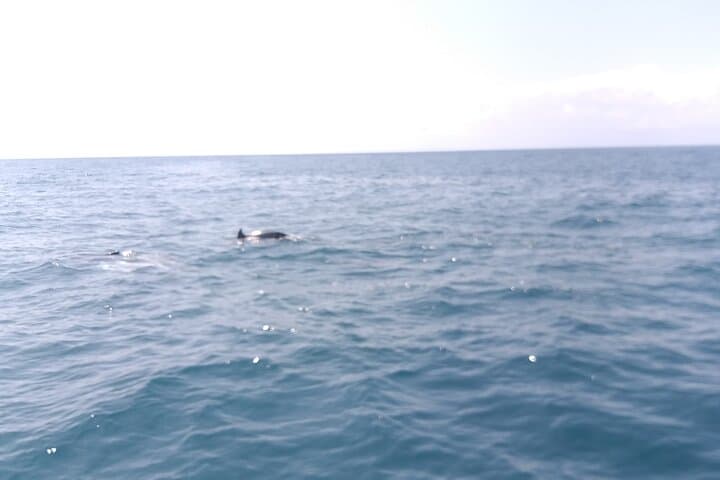 Glass-Bottom Boat Tour to Robinson Island from Diani Beach photo 6