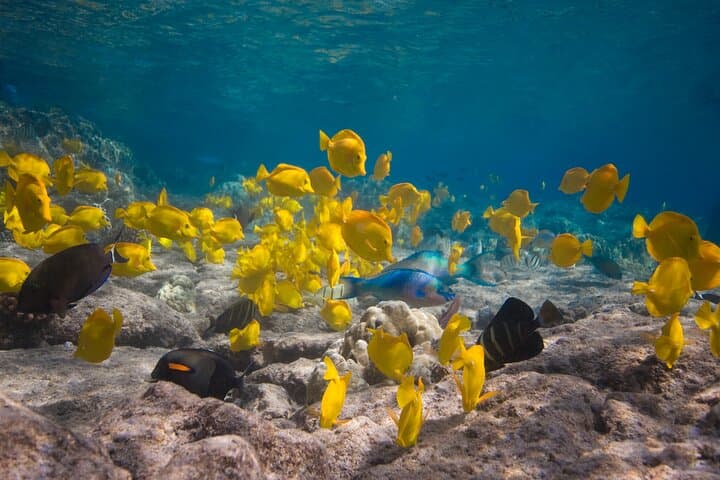 Express Kealakekua Bay Snorkel — Fast Trip to the Captain Cook Monument photo 5