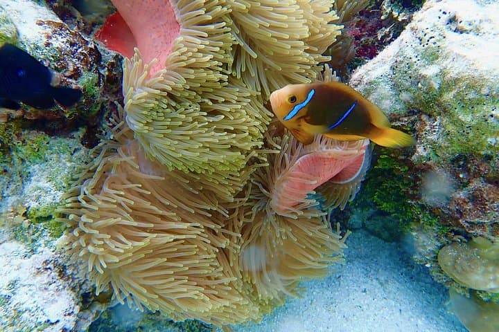 Half-Day Tahaa Coral Garden Snorkel from Raiatea — Lagoon Highlights for Cruise Stopovers photo 2