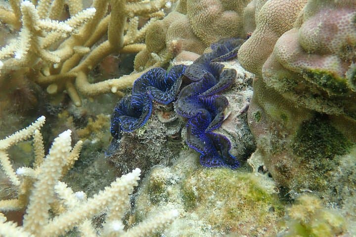 Half-Day Tahaa Coral Garden Snorkel from Raiatea — Lagoon Highlights for Cruise Stopovers photo 4