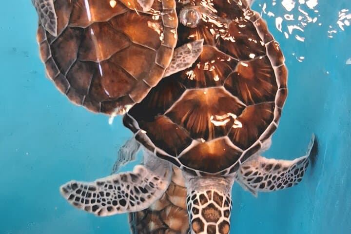 Khao Lak Bamboo Rafting, Turtle Conservation & Tha Sai Temple Half-Day Tour photo 6