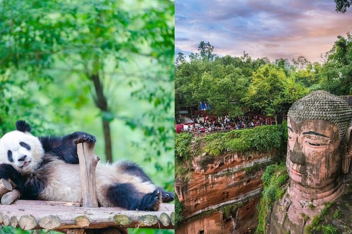 Chengdu Giant Panda Experience: Panda Base or Shenshuping Day Options