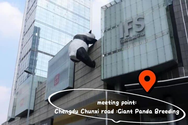 Chengdu Giant Panda Experience: Panda Base or Shenshuping Day Options photo 3