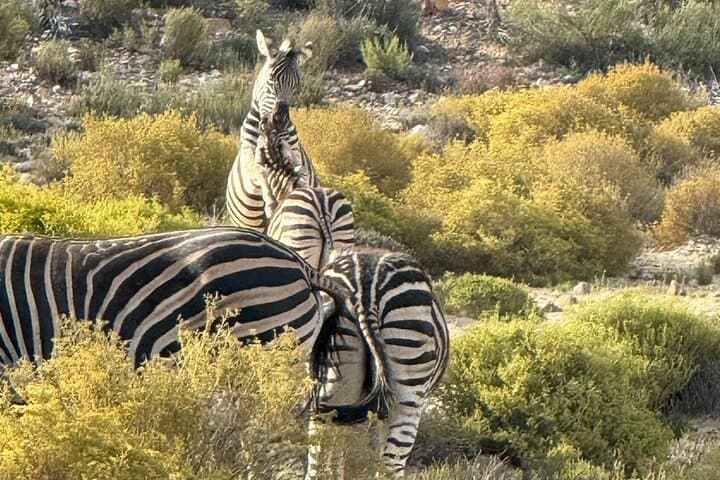 Aquila Sunrise Safari from Cape Town — Morning Game Drive, Breakfast & Return Transfer photo 2