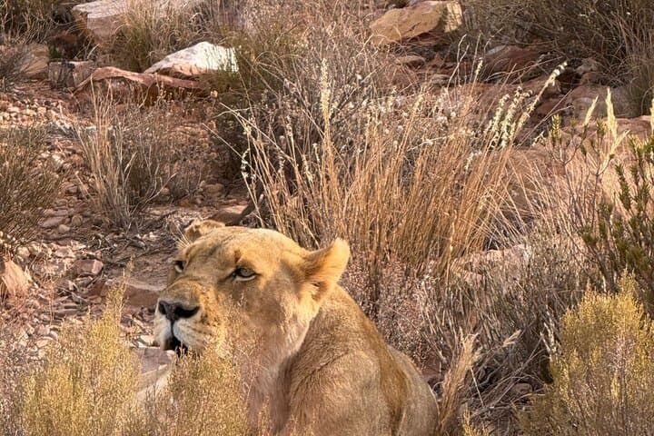 Aquila Sunrise Safari from Cape Town — Morning Game Drive, Breakfast & Return Transfer photo 3