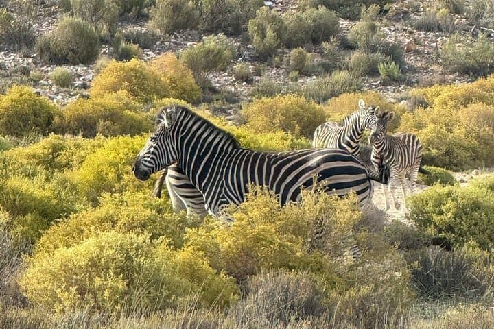 Aquila Sunrise Safari from Cape Town — Morning Game Drive, Breakfast & Return Transfer photo 5