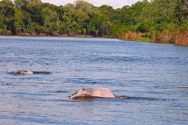 Iquitos 3-Day Amazon Expedition: Jungle Lodge, Wildlife & River Cruises photo 3