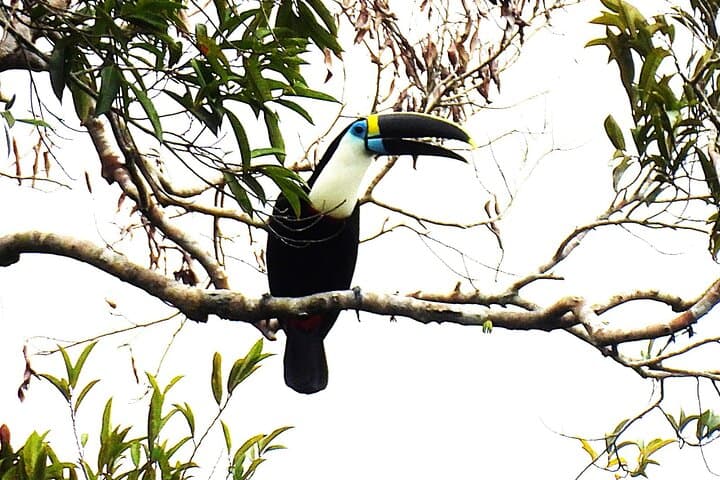 Iquitos 3-Day Amazon Expedition: Jungle Lodge, Wildlife & River Cruises photo 4