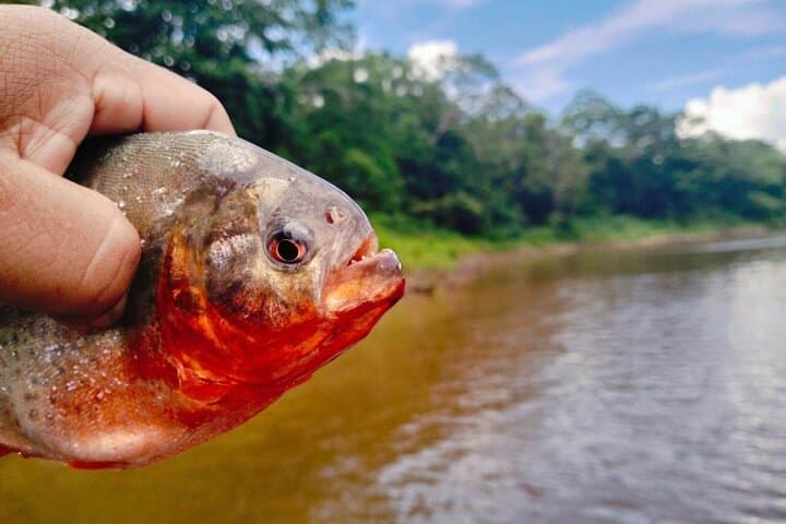 Iquitos 3-Day Amazon Expedition: Jungle Lodge, Wildlife & River Cruises photo 5