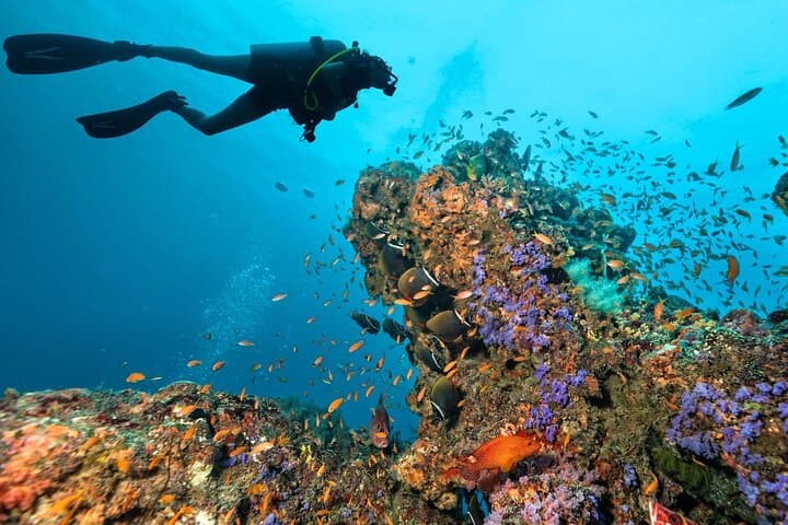 Roatan Scuba Diving Charters: Explore the Marine Park’s Coral Gardens