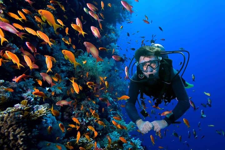 Roatan Scuba Diving Charters: Explore the Marine Park’s Coral Gardens photo 2