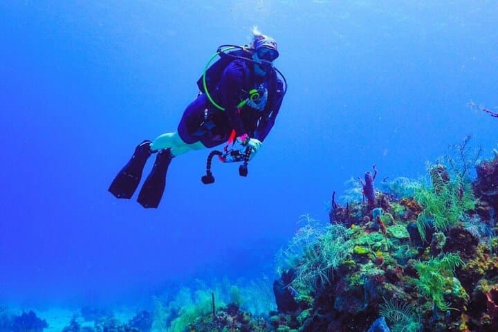 Roatan Scuba Diving Charters: Explore the Marine Park’s Coral Gardens photo 3