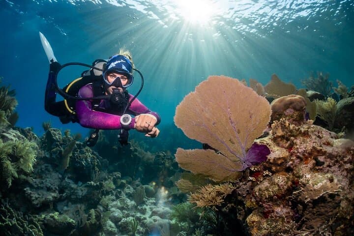 Roatan Scuba Diving Charters: Explore the Marine Park’s Coral Gardens photo 4
