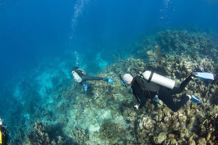 Roatan Scuba Diving Charters: Explore the Marine Park’s Coral Gardens photo 5