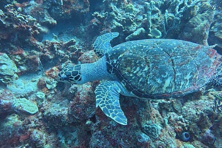 Small-Group Snorkeling Tour Bonaire — Best Spots in the Marine Park photo 4