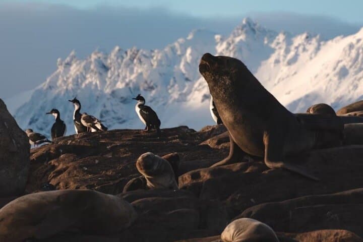 Penguin Discovery on Martillo Island: Beagle Channel Wildlife Cruise from Ushuaia photo 4