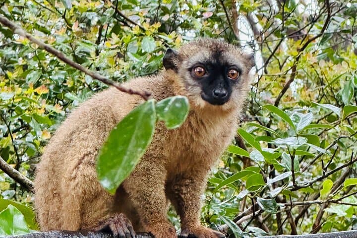 Full-Day Madagascar: Lemurs' Park, Analavory Geysers & Lily Waterfall photo 2