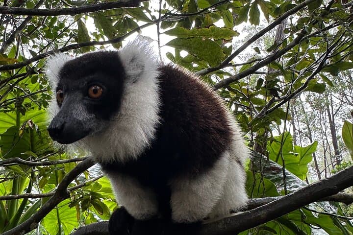 Full-Day Madagascar: Lemurs' Park, Analavory Geysers & Lily Waterfall photo 3