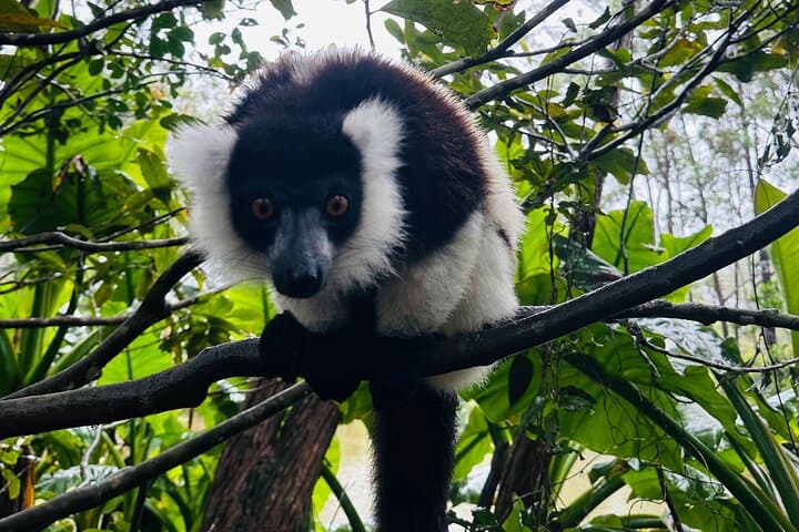 Full-Day Madagascar: Lemurs' Park, Analavory Geysers & Lily Waterfall photo 4