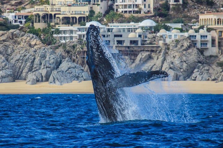 Cabo San Lucas Whale Watching: Gray Whales & El Arco Cruise photo 2