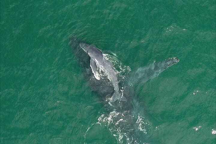 Cabo San Lucas Whale Watching: Gray Whales & El Arco Cruise photo 3