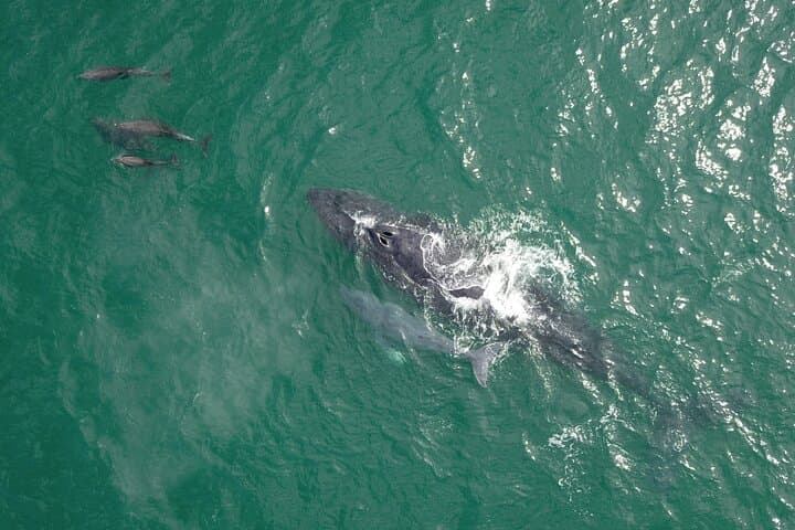 Cabo San Lucas Whale Watching: Gray Whales & El Arco Cruise photo 4