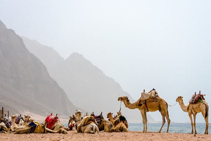Sharm El-Sheikh Jeep Adventure: Dahab Snorkel, Camel Ride & Colored Canyon Day Trip photo 6