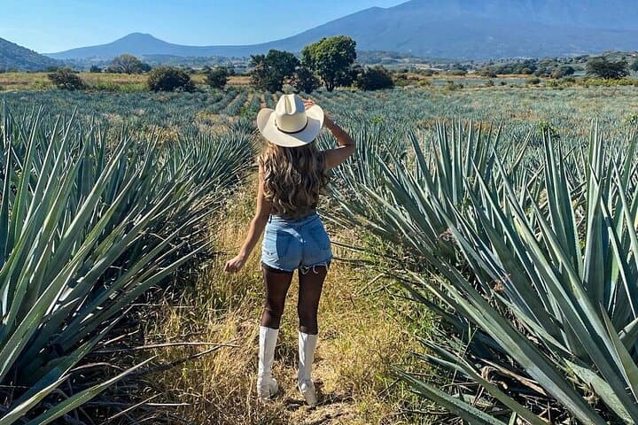 Tequila Express: Agave Fields, Family Distillery & Pueblo Mágico Day Trip from Guadalajara photo 4