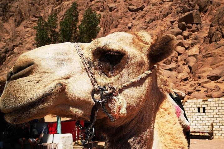 Sharm El Sheikh Jeep Safari to Colored Canyon, Blue Hole & Dahab — Full-Day Desert and Reef Adventure photo 2