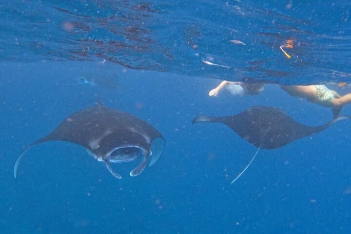 Snorkel with Manta Rays: Nusa Penida West Coast Full-Day Tour with Lunch photo 3