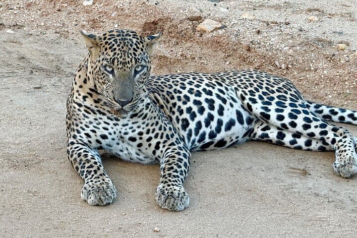 Half-Day Yala Safari — Leopard, Elephant & Birdwatching in Yala National Park photo 3