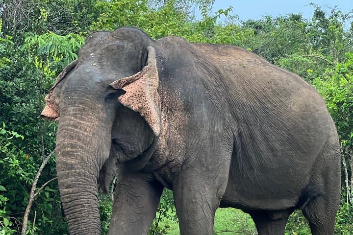 Half-Day Yala Safari — Leopard, Elephant & Birdwatching in Yala National Park photo 4