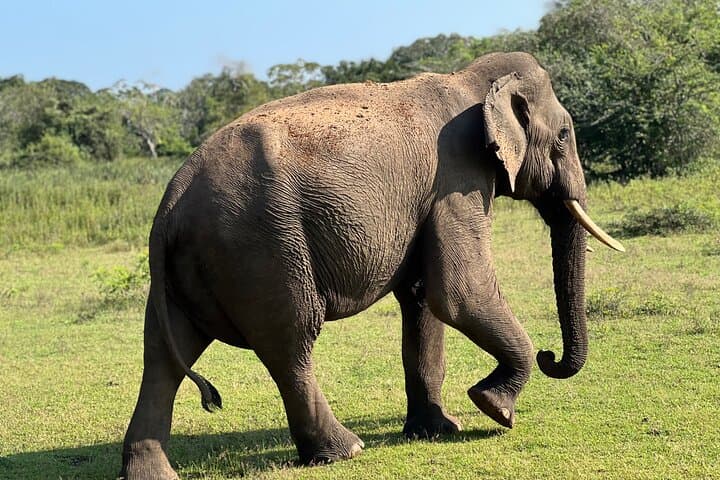 Half-Day Yala Safari — Leopard, Elephant & Birdwatching in Yala National Park