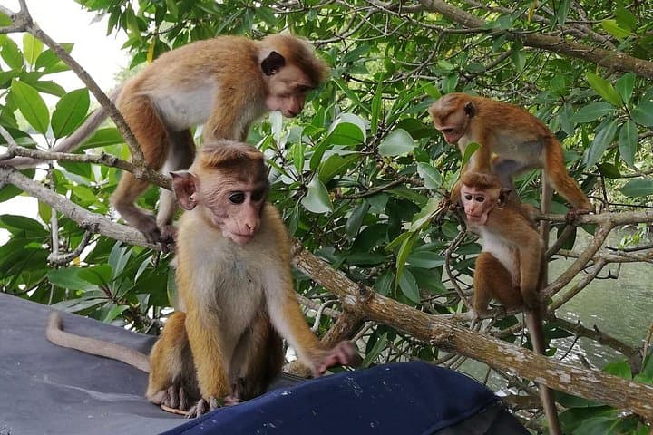 Koggala Lake Private Boat Safari: Cinnamon Island & Wildlife Experience photo 3
