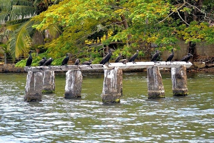 Koggala Lake Private Boat Safari: Cinnamon Island & Wildlife Experience photo 5