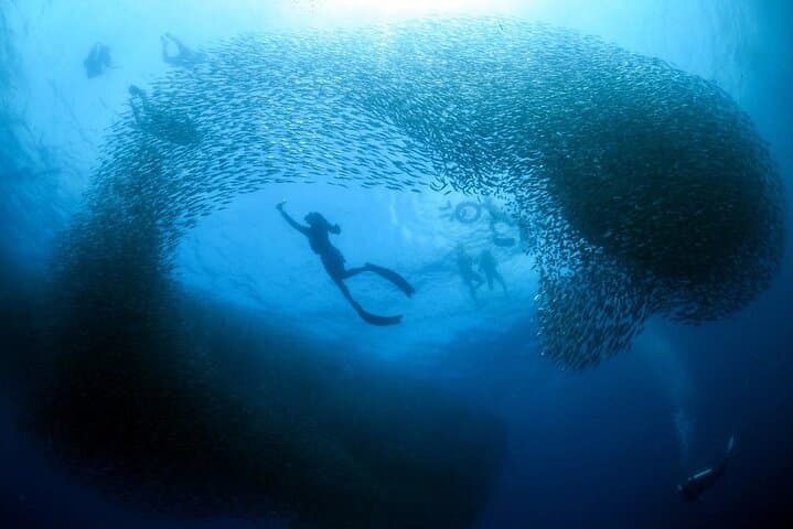 Cebu 3D2N Adventure: Whale Sharks, Pescador Island & Kawasan Falls
