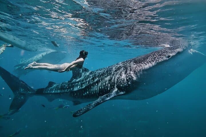 Cebu 3D2N Adventure: Whale Sharks, Pescador Island & Kawasan Falls photo 2