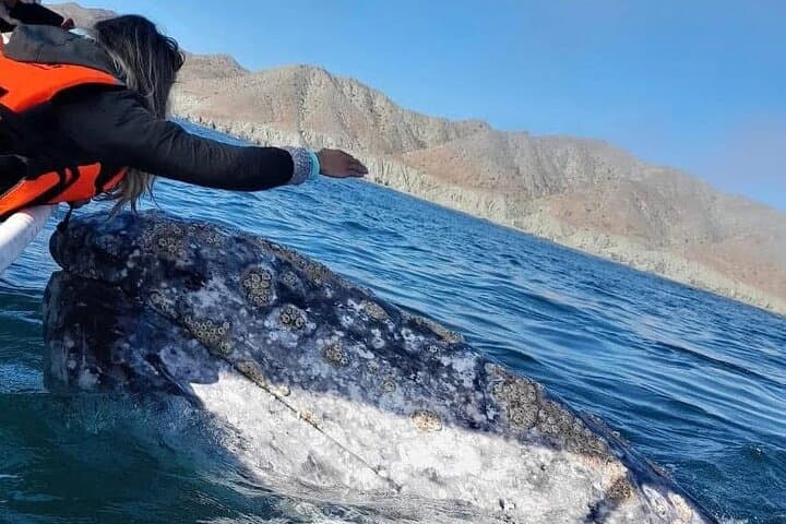 Puerto Chale Gray Whale Watching: Small-Group Panga Tours from La Paz