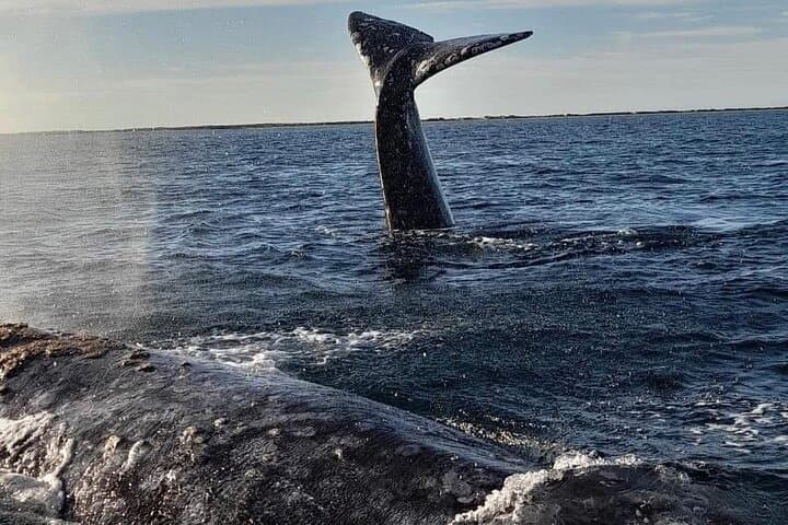 Puerto Chale Gray Whale Watching: Small-Group Panga Tours from La Paz photo 2