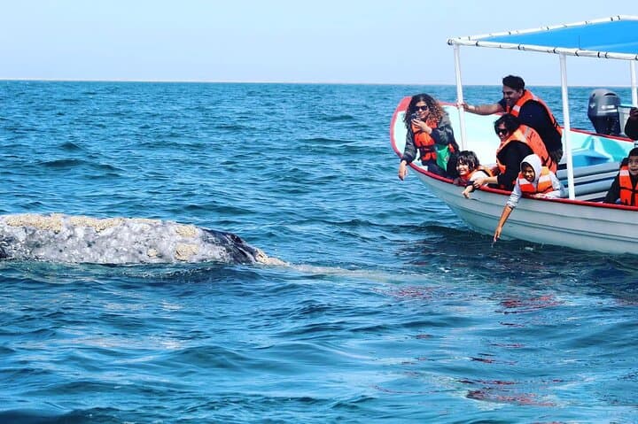 Puerto Chale Gray Whale Watching: Small-Group Panga Tours from La Paz photo 3