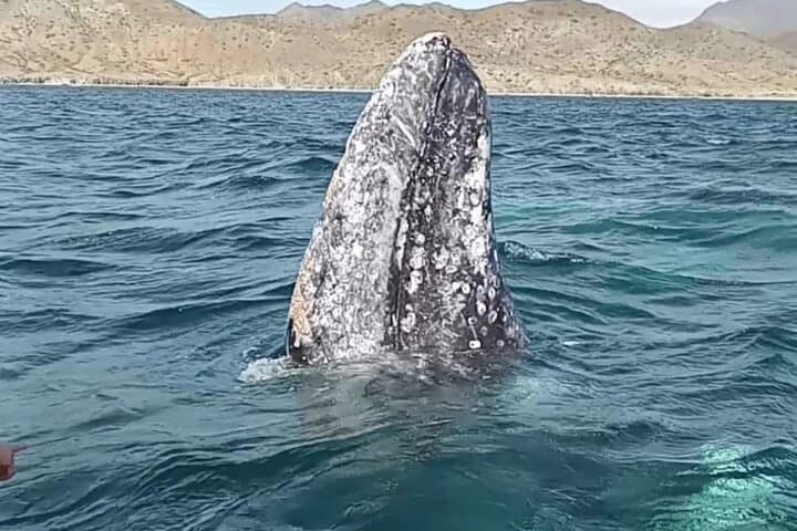 Puerto Chale Gray Whale Watching: Small-Group Panga Tours from La Paz photo 4