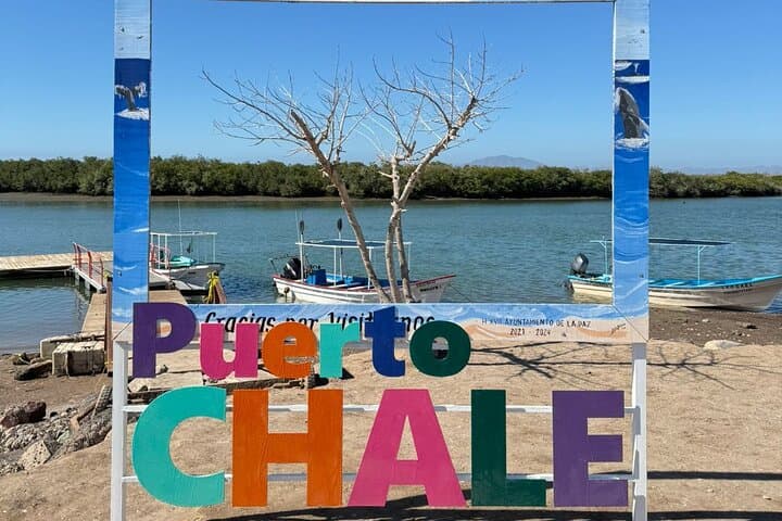 Puerto Chale Gray Whale Watching: Small-Group Panga Tours from La Paz photo 6