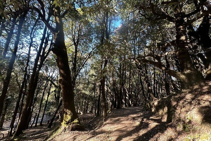 Nag Tibba Trek: 2-Day Scenic Himalayan Summit & Sunrise from Dehradun photo 6