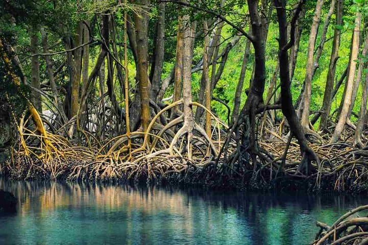 Kolkata to Sundarbans Full-Day Jungle Safari: Royal Bengal Tiger Boat Tour photo 3